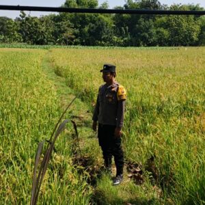 Polri Dukung Astacita, Polsek Parengan Polres Tuban melalui Bhabinkamtibmas Cek Lokasi Tanaman Padi milik warga di Desa Kemlaten Kec. Parengan Kab. Tuban.
