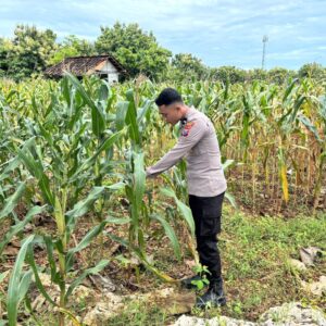 Polri Dukung Astacita, Polsek Merakurak Polres Tuban Turun Cek Tanaman Jagung Warga di Desa Pongpongan
