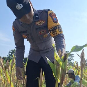 Cek Kualitas Buah Jagung Siap Panen, Polsek Widang Polres Tuban Dukung Astacita