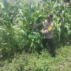Polri dukung progam Astacita, Polsek Jatirogo Polres Tuban Turun Cek Tanaman jagung Warga di Desa Ketodan