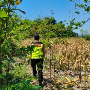 Polri Dukung Astacita, Polsek Rengel Polres Tuban Turun Cek Tanaman Jagung Warga di Desa Maibit