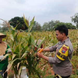 ​Dukung Ketahanan Pangan Nasional, Bhabinkamtibmas Polsek Bancar Kawal Panen Jagung di Desa Karangrejo