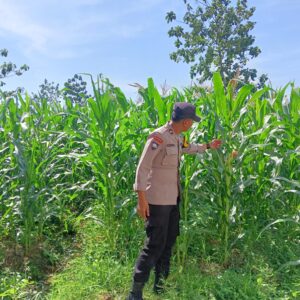 Polsek Singgahan Polres Tuban Turun Cek Tanaman jagung Warga di Desa Mulyoagung