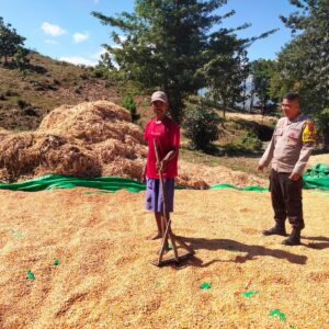 BHABINKAMTIBMAS DESA CEMPI JAYA PANTAU HASIL PANEN JAGUNG WARGA DAN DORONG PENYALURAN KE BULOG