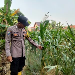 Komitmen Polri Dukung Ketahanan Pangan, Polisi Polsek Kenduruan Polres Tuban Turun ke Lahan Jagung Petani