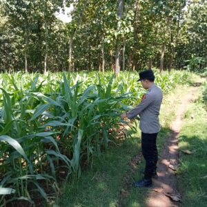 Polsek Montong Polres Tuban Turun Cek Tanaman jagung Warga di Desa Bringin