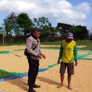BHABINKAMTIBMAS DESA SAWE DAMPINGI PETANI JAGUNG, DORONG PENINGKATAN KESEJAHTERAAN DAN DUKUNG KETAHANAN PANGAN