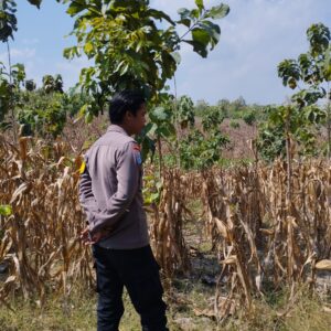 Polri Dukung Astacita, Bhabinkamtibmas Desa Ngawun Polsek Parengan Polres Tuban Cek Lokasi Tanaman Jagung milik warga Di Desa Ngawun Kec. Parengan