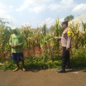 Bhabinkamtibmas Desa Kembangbilo Pererat Kemitraan dengan Petani Melalui Monitoring Lahan Jagung