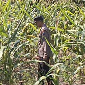 Polsek Widang Polres Tuban Pengecekan Tanaman jagung milik Warga di Desa Sumberjo
