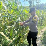POLSEK BANGILAN DUKUNG KETAHANAN PANGAN, PERSONEL POLRI MONITORING TANAMAN JAGUNG DI WILAYAH BANGILAN