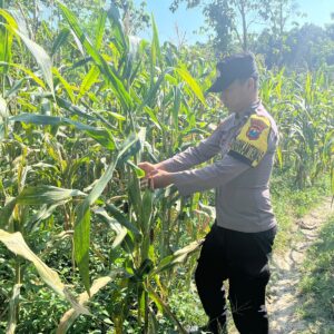 POLSEK BANGILAN DUKUNG KETAHANAN PANGAN, PERSONEL POLRI MONITORING TANAMAN JAGUNG DI WILAYAH BANGILAN