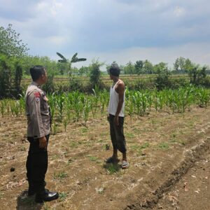Polsek Jatirogo Cek Lahan Produktif di Desa Jombok, Dukung Ketahanan Pangan Nasional