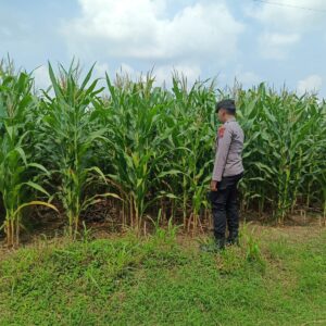 Polsek Tambakboyo Polres Tuban Turun Cek Tanaman jagung Warga di Desa Pulogede