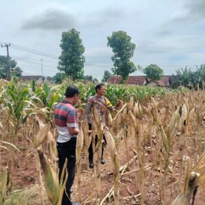 Polri Dukung Astacita, Polsek Palang Polres Tuban Turun Cek Tanaman jagung milik Warga di Desa Dawung