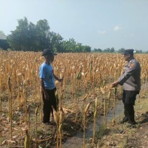 Polri Dukung Astacita, Polsek Rengel Polres Tuban Turun Cek Tanaman Jagung Warga di Desa Kebonagung