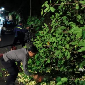 Polsek Batulayar Evakuasi Pohon Tumbang di Jalur Senggigi Lombok Barat