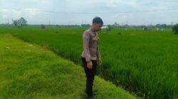 Polri Dukung Astacita, Polsek Merakurak Polres Tuban Turun Cek Tanaman Padi Warga di Desa Tobo