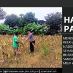 Polri Dukung Astacita, Polsek Semanding Polres Tuban Turun Cek Tanaman jagung milik Warga di Desa Bektiharjo