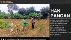 Polri Dukung Astacita, Polsek Semanding Polres Tuban Turun Cek Tanaman jagung milik Warga di Desa Bektiharjo