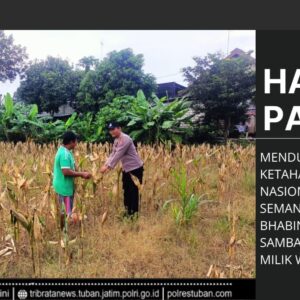 Polri Dukung Astacita, Polsek Semanding Polres Tuban Turun Cek Tanaman jagung milik Warga di Desa Bektiharjo