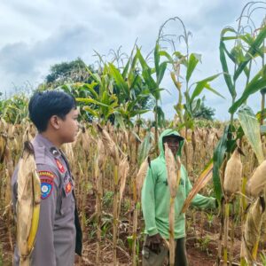 Polsek Tambakboyo Polres Tuban Turun Cek Tanaman jagung Warga di Desa Mander