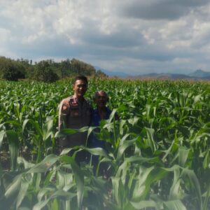 DUKUNG KETAHANAN PANGAN NASIONAL, BHABINKAMTIBMAS POLSEK MANGGELEWA PANTAU PERKEMBANGAN TANAMAN JAGUNG MILIK WARGA