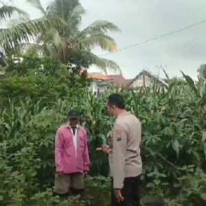 Polsek Grabagan polres Tuban Polda Jawa Timur Dukung Penuh Swasembada Pangan Presiden Prabowo Melalui Pendampingan Petani