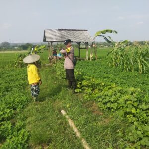 Bhabinkamtibmas Polsek Tuban Sambangi Petani Jagung di Desa Kembangbilo, Dukung Ketahanan Pangan Nasional