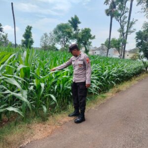 Polsek Montong Polres Tuban Turun Cek Tanaman jagung Warga di Desa Jetak
