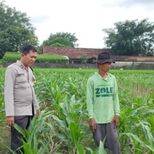 Polsek Plumpang Polres Tuban Turun Langsung Cek Tanaman Jagung Warga