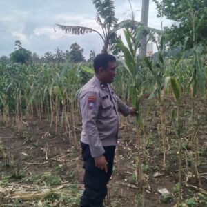 Kapolsek Jenu dan Bhabinkamtibmas Polsek Jenu Polres Tuban Turun ke Ladang, sambang lahan pertanian.
