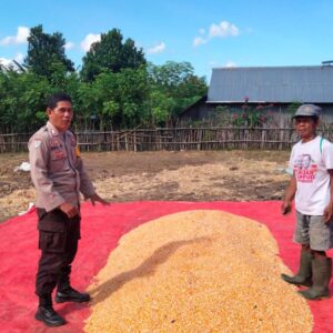 KAWAL KETAHANAN PANGAN, BHABINKAMTIBMAS POLSEK HU’U PASTIKAN KUALITAS HASIL PANEN JAGUNG WARGA