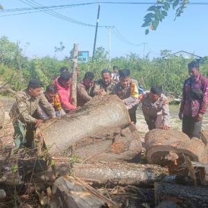 Sinergi TNI-Polri dan Instansi Terkait Evakuasi Pohon Tumbang di Jalur Lintas Sumbawa-Bima