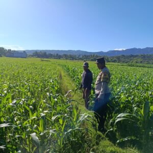 Dukung Ketahanan Pangan Nasional, Bhabinkamtibmas Desa Kalabeso Dampingi Petani Pantau Tanaman Jagung