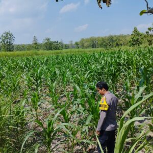 *Dalam rangka mendukung Program ASTACITA, Bhabinkamtibmas Desa Ngawun Polsek Parengan Polres Tuban cek lokasi tanaman jagung milik warga di Desa Ngawun Kec. Parengan*