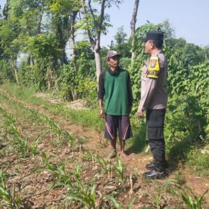 Hadir di Desa Binaan, Bhabinkamtibmas Sidonganti Pantau Perkembangan Tanaman Jagung Warga