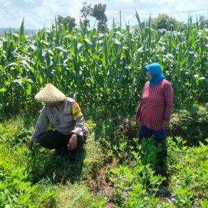 Dukung Penuh Program Ketahanan Pangan Nasional, Bhabinkamtibmas Polsek Bolo Monitoring Pertumbuhan Jagung Warga Binaan