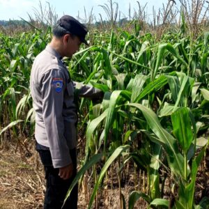 Dukung Program Astacita Presiden RI, Bhabinkamtibmas Polsek Grabagan Polres Tuban Terjun Langsung Cek Ketahanan Pangan Di Desa Grabagan