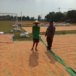 Dukung Ketahanan Pangan, Personel Polsek Bancar Monitoring Panen Jagung di Desa Tergambang
