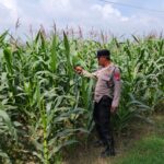 POLRI HADIR DUKUNG KETAHANAN PANGAN, POLSEK BANGILAN LAKUKAN MONITORING TANAMAN JAGUNG