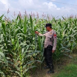 POLRI HADIR DUKUNG KETAHANAN PANGAN, POLSEK BANGILAN LAKUKAN MONITORING TANAMAN JAGUNG