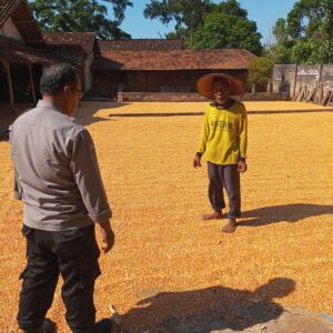 Polri Dukung Astacita, Polsek Semanding Polres Tuban Turun Cek Tanaman jagung milik Warga di Desa Kowang