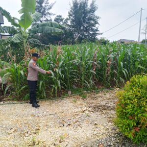 Bhabinkamtibmas Desa Sugiharjo Aktif Dampingi Petani Jagung Wujudkan Ketahanan Pangan