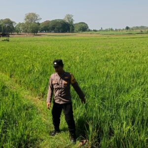 Polri Dukung Astacita, Polsek Parengan Polres Tuban melalui Bhabinkamtibmas Polsek Parengan Cek Lokasi Tanaman Padi milik warga di Desa Kemlaten Kec. Parengan Kab. Tuban.
