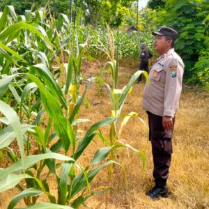 Polsek Plumpang Polres Tuban Turun Langsung Cek Tanaman Jagung Warga