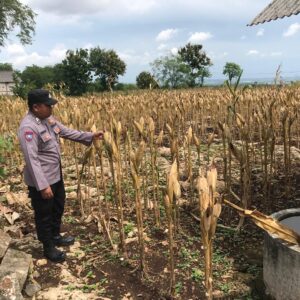Polri Dukung Astacita, Polsek Merakurak Polres Tuban Turun Cek Tanaman Jagung Warga di Desa Temandang