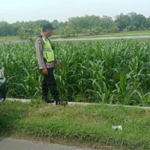 Polri Dukung Astacita, Polsek Rengel Polres Tuban Turun Cek Tanaman Jagung Warga di Desa Campurejo