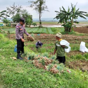 Petani Kerek Kembangkan Bawang Merah, Dukung Ketahanan Pangan Nasional
