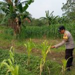 Bhabinkamtibmas Desa Sokogrenjeng Polsek Kenduruan Polres Tuban Turun Langsung Mengecek Tanaman Jagung Petani